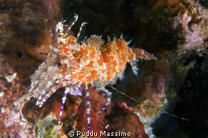 gangga island nikon d2x 60mm macro by Puddu Massimo 